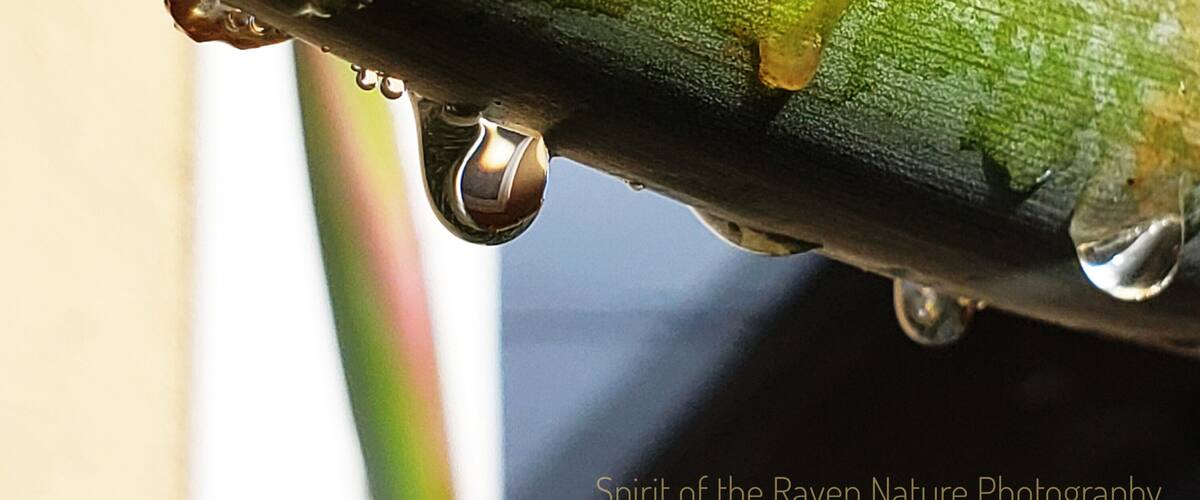 Right after the rain a close up of 'raindrops' on a 'Bird of Paradise '
#macro
#raindrops
#flowers
#flora
#garden
#nature
#colorfulplant
#urbannature
#flowergarden