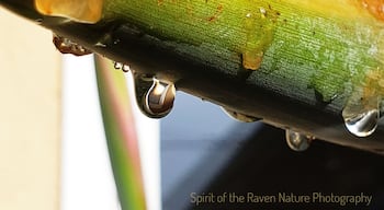 Right after the rain a close up of 'raindrops' on a 'Bird of Paradise '
#macro
#raindrops
#flowers
#flora
#garden
#nature
#colorfulplant
#urbannature
#flowergarden