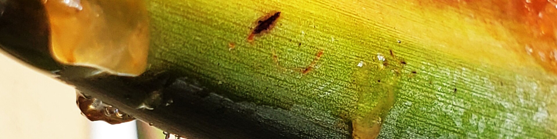 Right after the rain a close up of 'raindrops' on a 'Bird of Paradise '
#macro
#raindrops 
#flowers 
#flora 
#garden 
#nature 
#colorfulplant
#urbannature 
#flowergarden