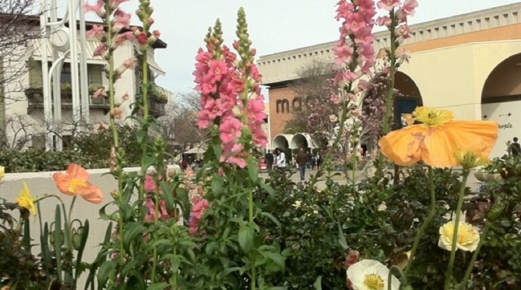 Amazing container gardening here. Water-intensive, I imagine.