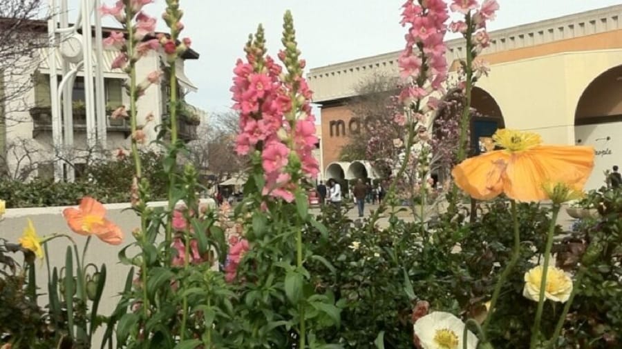 Amazing container gardening here. Water-intensive, I imagine.