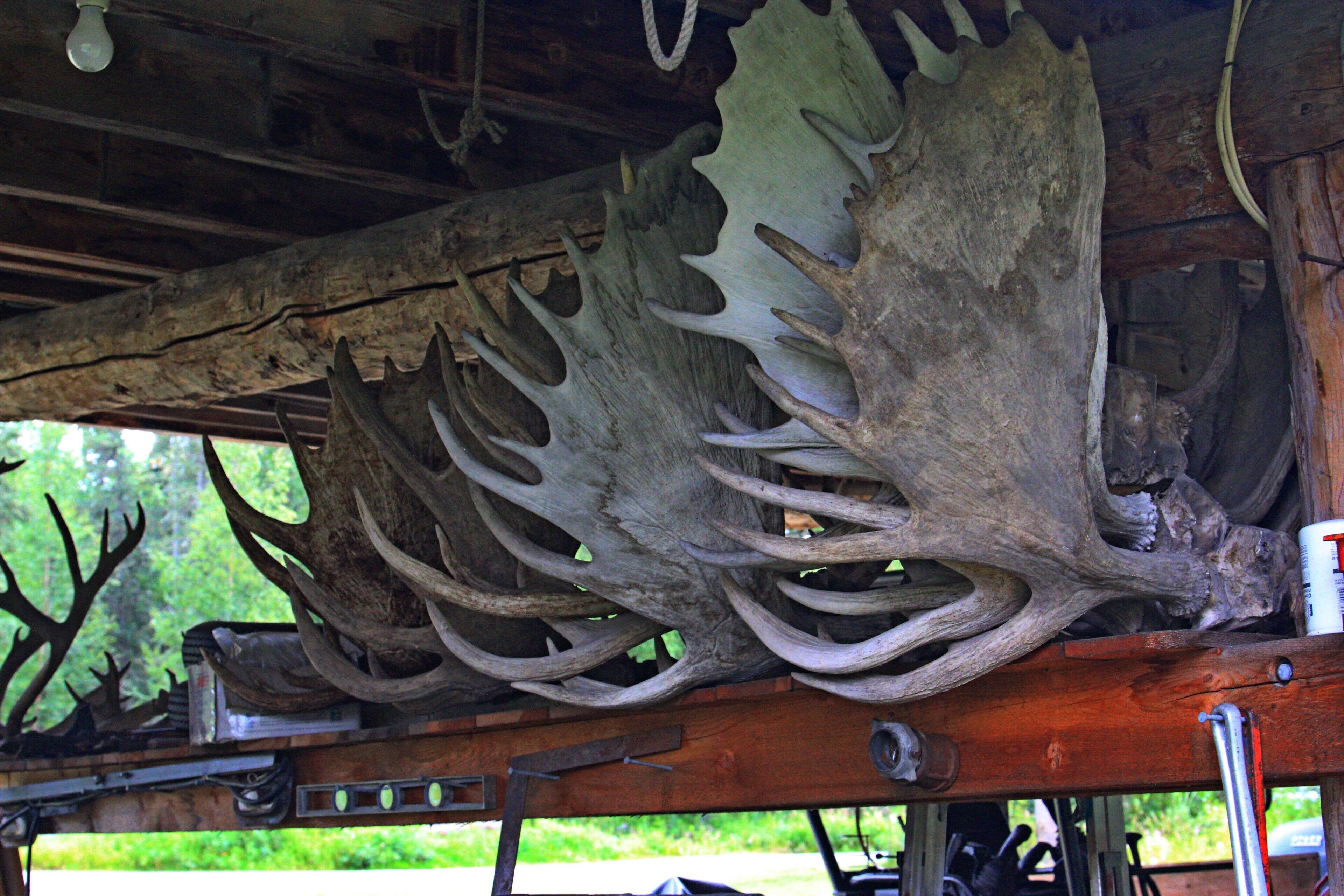 A large antler mounted on a wooden beam.