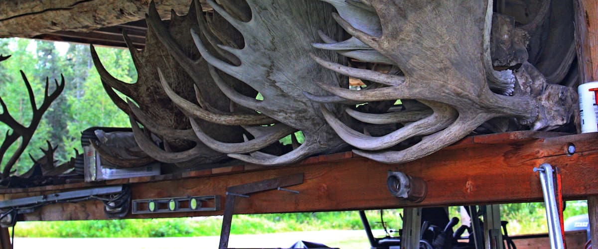 A large antler mounted on a wooden beam.