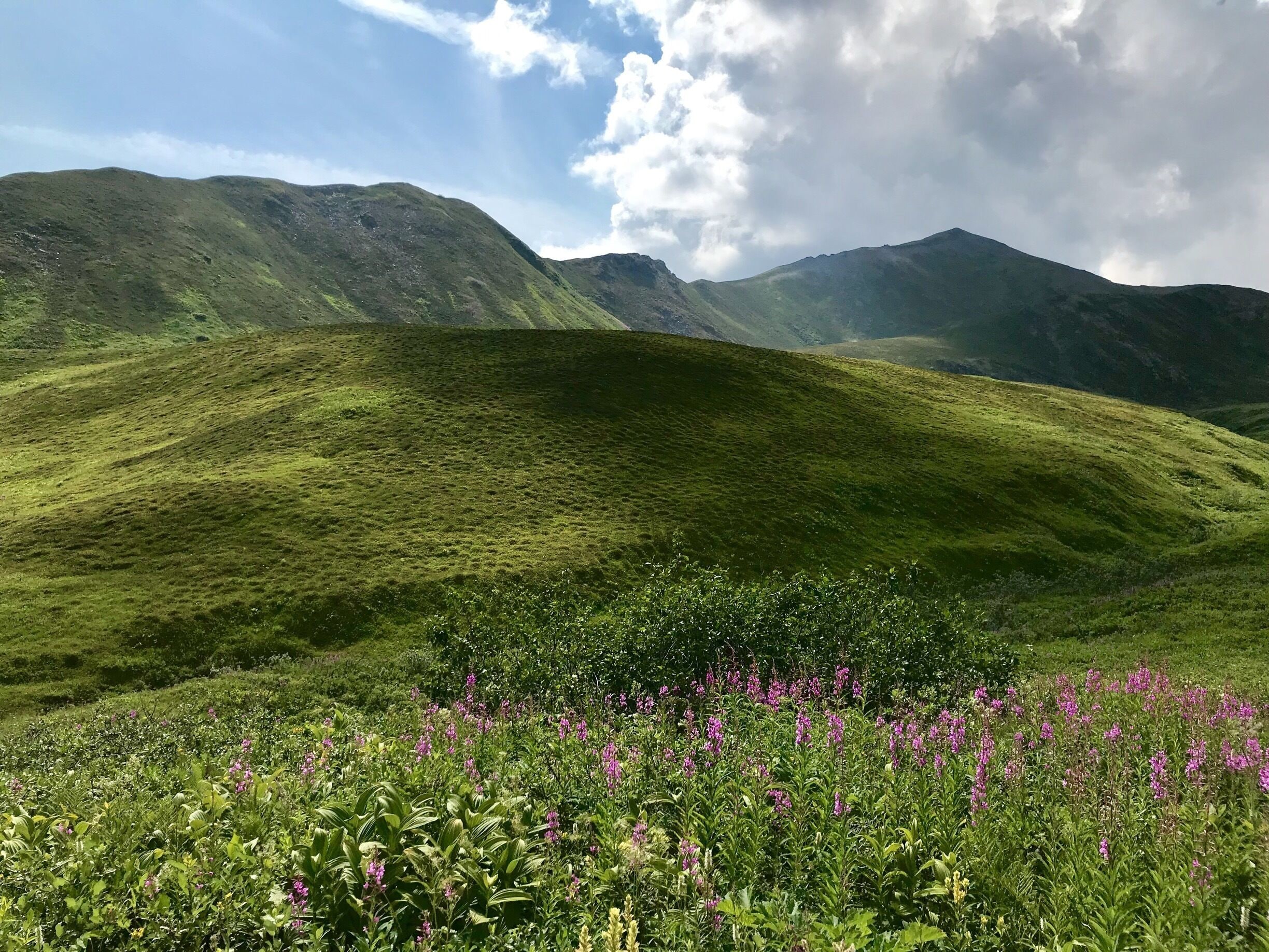 Welliges Grün mit violetten Blumen im Vordergrund und Bergen im Hintergrund.