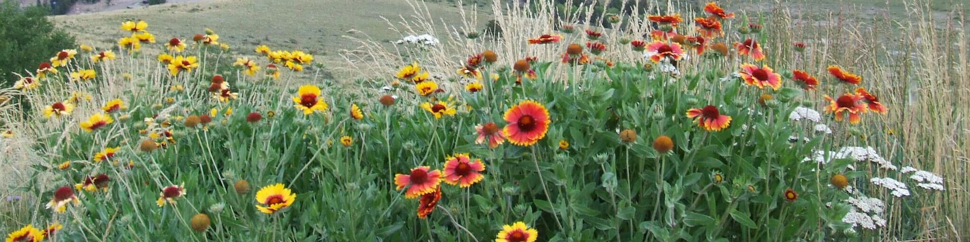 View of Creede, Colorado, USA from the Bachelor Historic Loop. Driving the loop passes old abandoned mining structures and beautiful scenery. #LifeAtExpedia