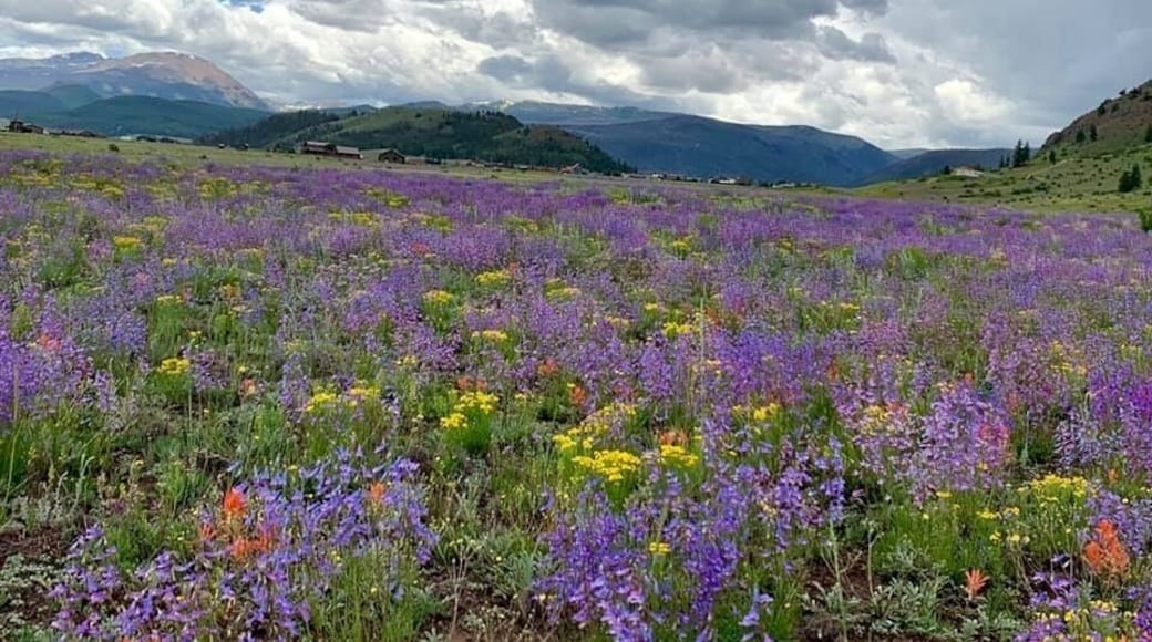 Passing through Creede, Colorado, these happy wildflowers greeted road-weary bones...We love that you live in such a gorgeous part of our state, Pam❣️