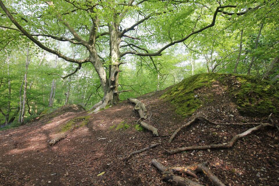 Bosc amb un gran arbre en un pendent, roques cobertes de molsa i una branca d'arbre caiguda.