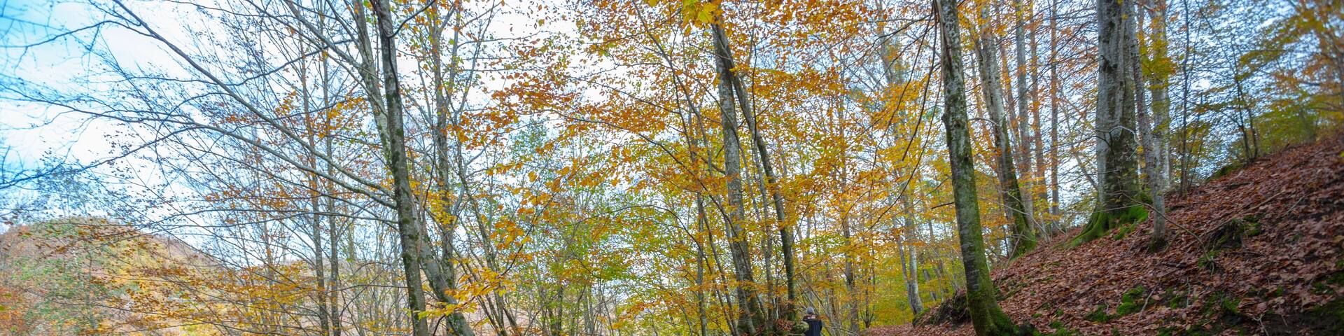 A wooden staircase in a forest with autumn leaves.
