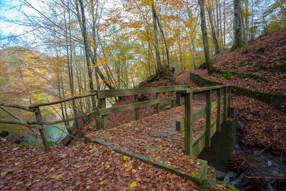 Una escalera de madera en un bosque con hojas otoñales.