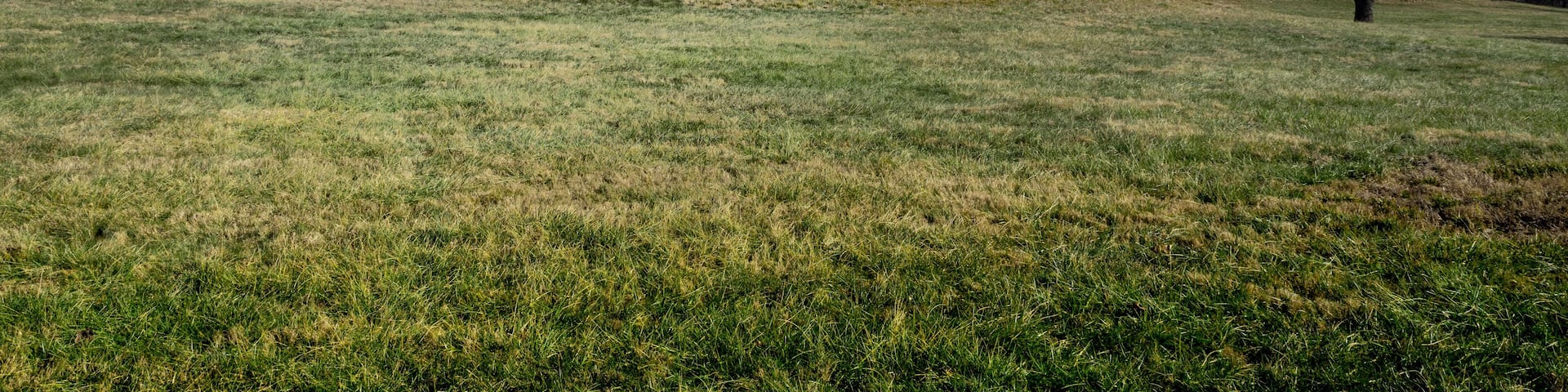 Series of small hills and trees form landscape at Cahokia Mounds State Park in Southern Illinois, ruins of the largest pre-Colombian city north of Mexico
