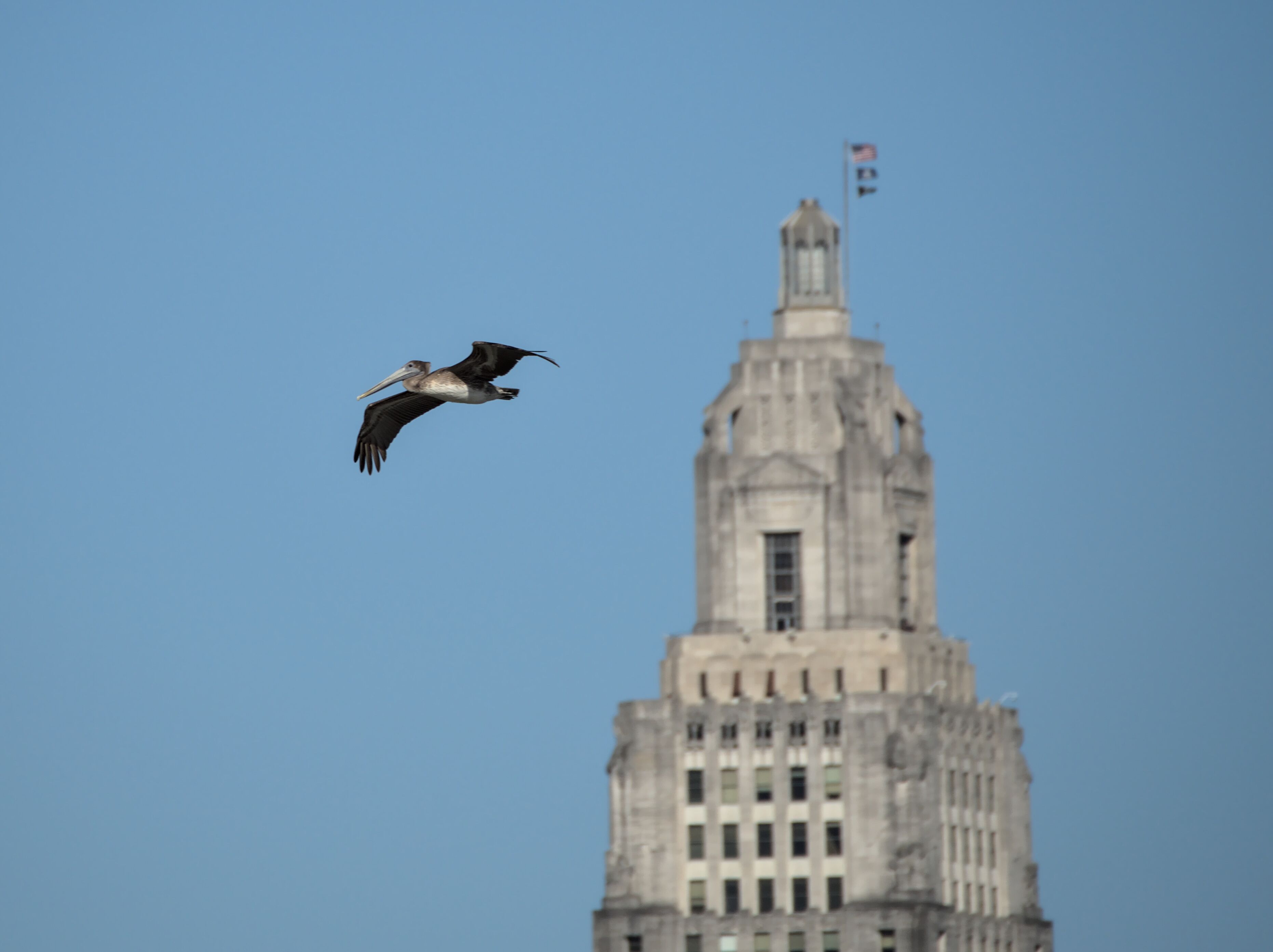 Brown pelican in flight with the Louisiana State Capitol in the background, as seen from Port Allen, Louisiana, USA.