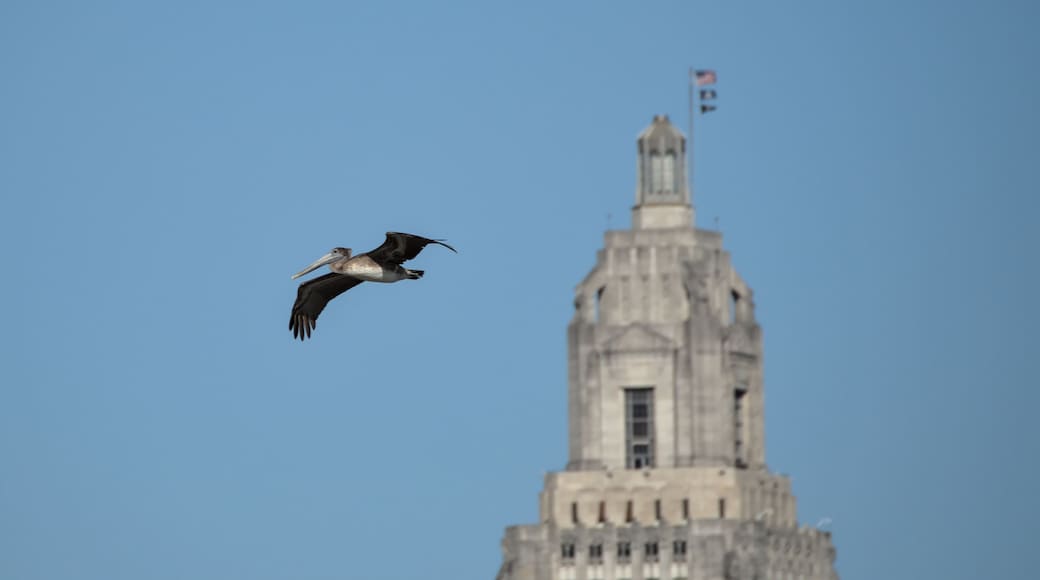 Brown pelican in flight with the Louisiana State Capitol in the background, as seen from Port Allen, Louisiana, USA.