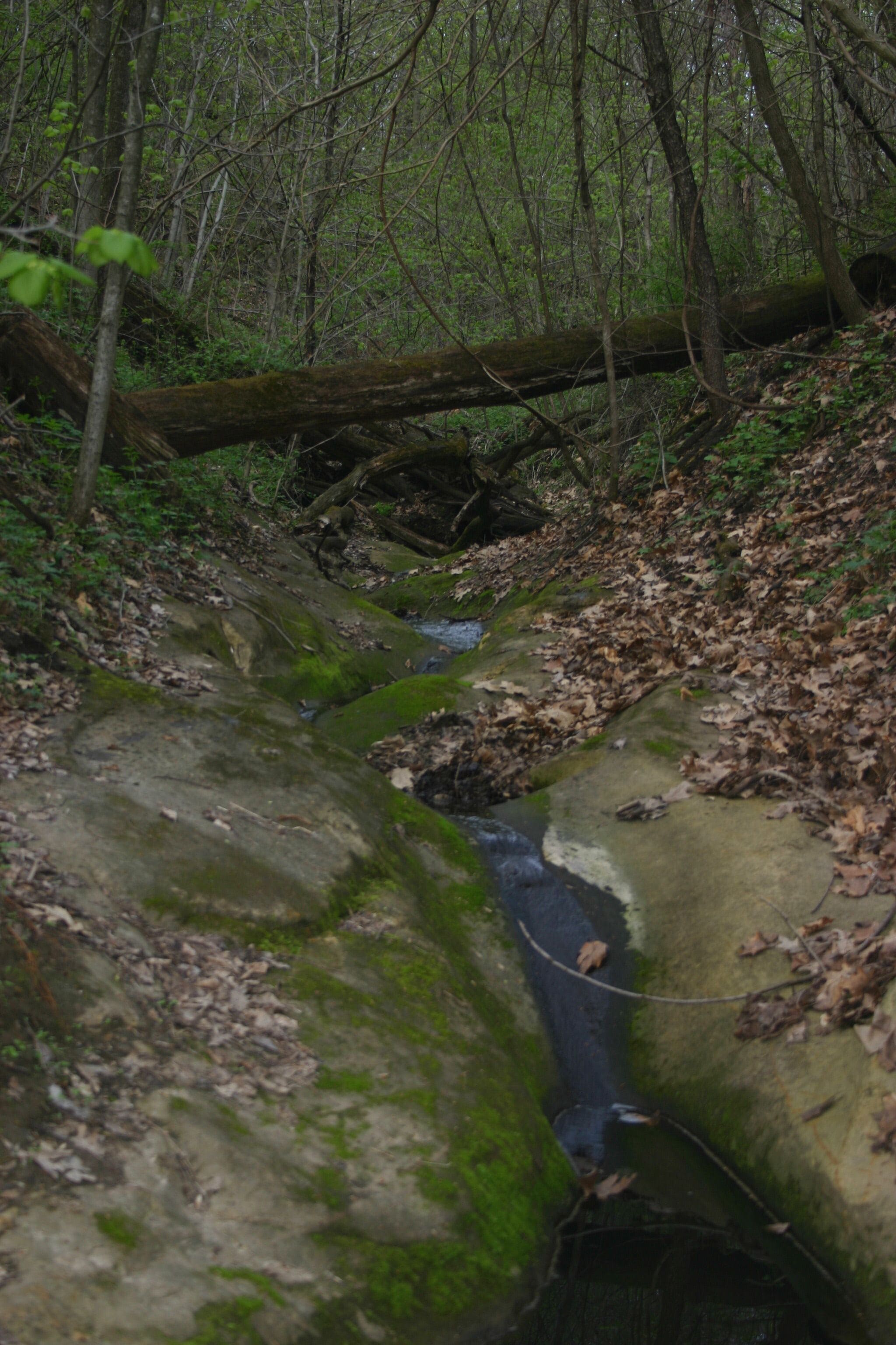 Cool erosion on bedrock in the driftless area of WI.  Shot with the original Digital Rebel and the 18-55mm lens (2005).
