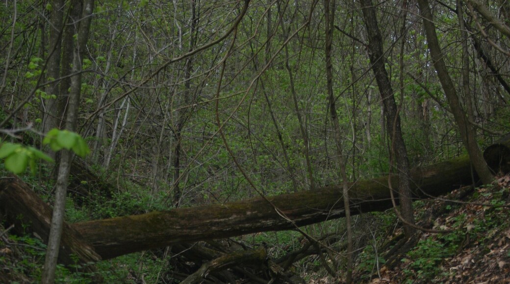 Cool erosion on bedrock in the driftless area of WI. Shot with the original Digital Rebel and the 18-55mm lens (2005).