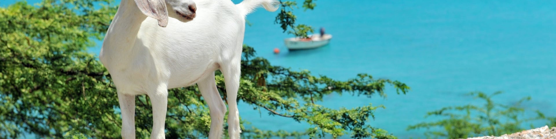 Willemstad featuring general coastal views, cuddly or friendly animals and views