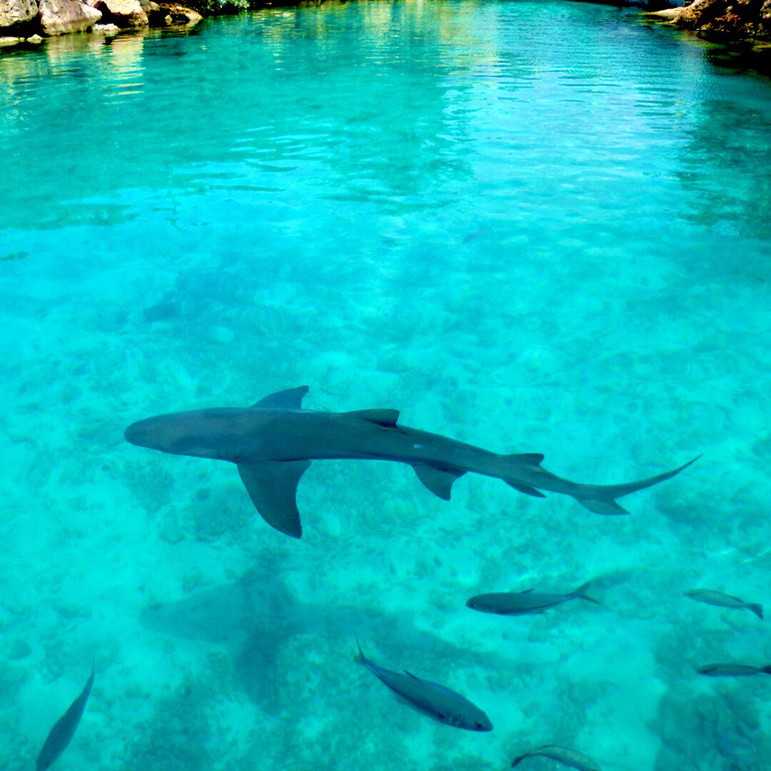 We visited the Curacao Sea Aquarium on our last visit to Curacao. 
The Sea Aquarium is perhaps one of the most visited locations by tourist. The Public Aquarium is the hub of the Sea Aquarium Park and daily activities include sea lion and dolphin shows, nurse shark action show, aquarium tour, flamingo viewing, stingray encounter, underwater observatory boat, and the touch tanks. 
Read about our Curacao adventure here: http://www.travelwith2ofus.com/our-stay-in-curacao.php
#blue #nature #Curacao #travel #Sharks  #springfun #teamtravelwith2ofus #ItsDCaribbean #traveler #travelling #trip #Caribbean #sharks #worldplaces #oceanlife #marinelife #sunshine #aquarium #fish #ocean #sealion #dolphin #flamingo #stingray