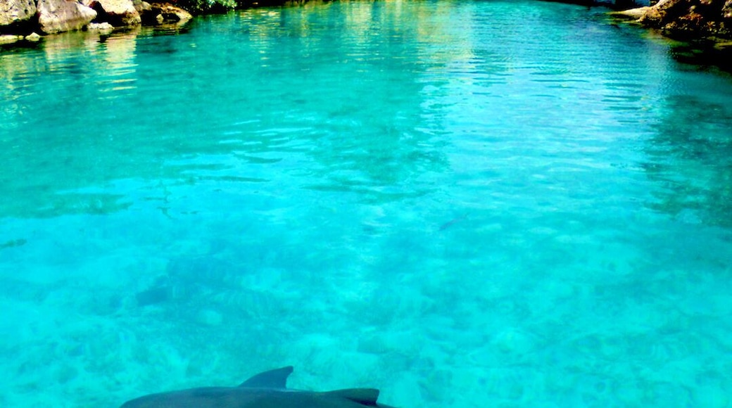 We visited the Curacao Sea Aquarium on our last visit to Curacao.
The Sea Aquarium is perhaps one of the most visited locations by tourist. The Public Aquarium is the hub of the Sea Aquarium Park and daily activities include sea lion and dolphin shows, nurse shark action show, aquarium tour, flamingo viewing, stingray encounter, underwater observatory boat, and the touch tanks.
Read about our Curacao adventure here: http://www.travelwith2ofus.com/our-stay-in-curacao.php
#blue #nature #Curacao #travel #Sharks #springfun #teamtravelwith2ofus #ItsDCaribbean #traveler #travelling #trip #Caribbean #sharks #worldplaces #oceanlife #marinelife #sunshine #aquarium #fish #ocean #sealion #dolphin #flamingo #stingray