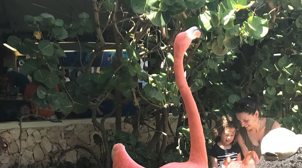 Flamingo feeding time đ