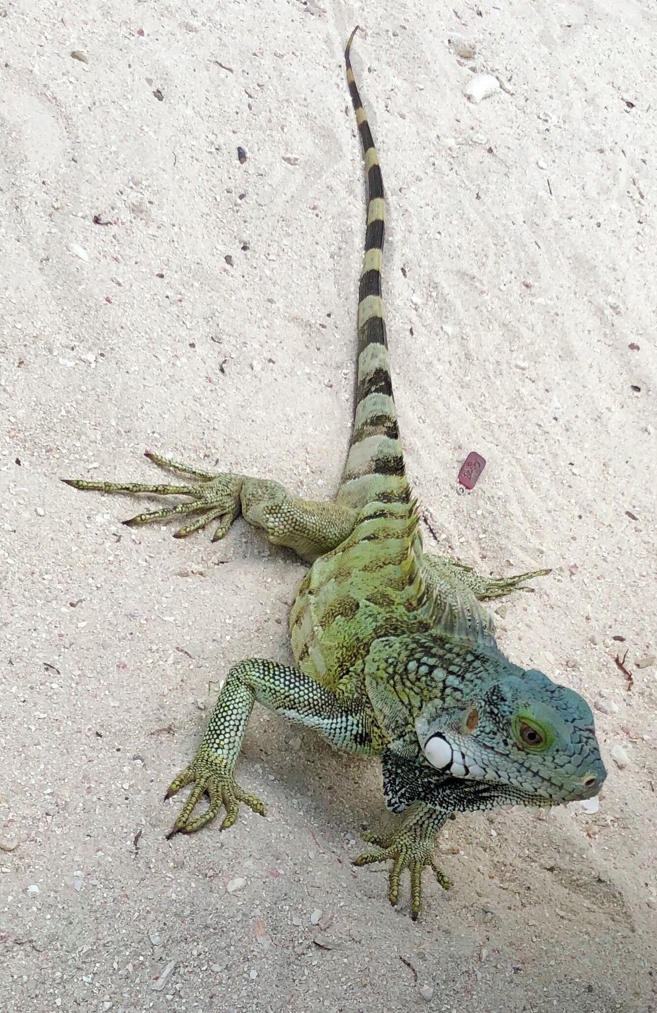 A cheeky chappy hanging out on the beach near LionsDive