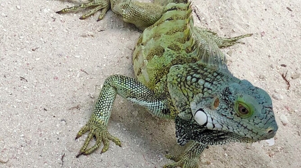 A cheeky chappy hanging out on the beach near LionsDive