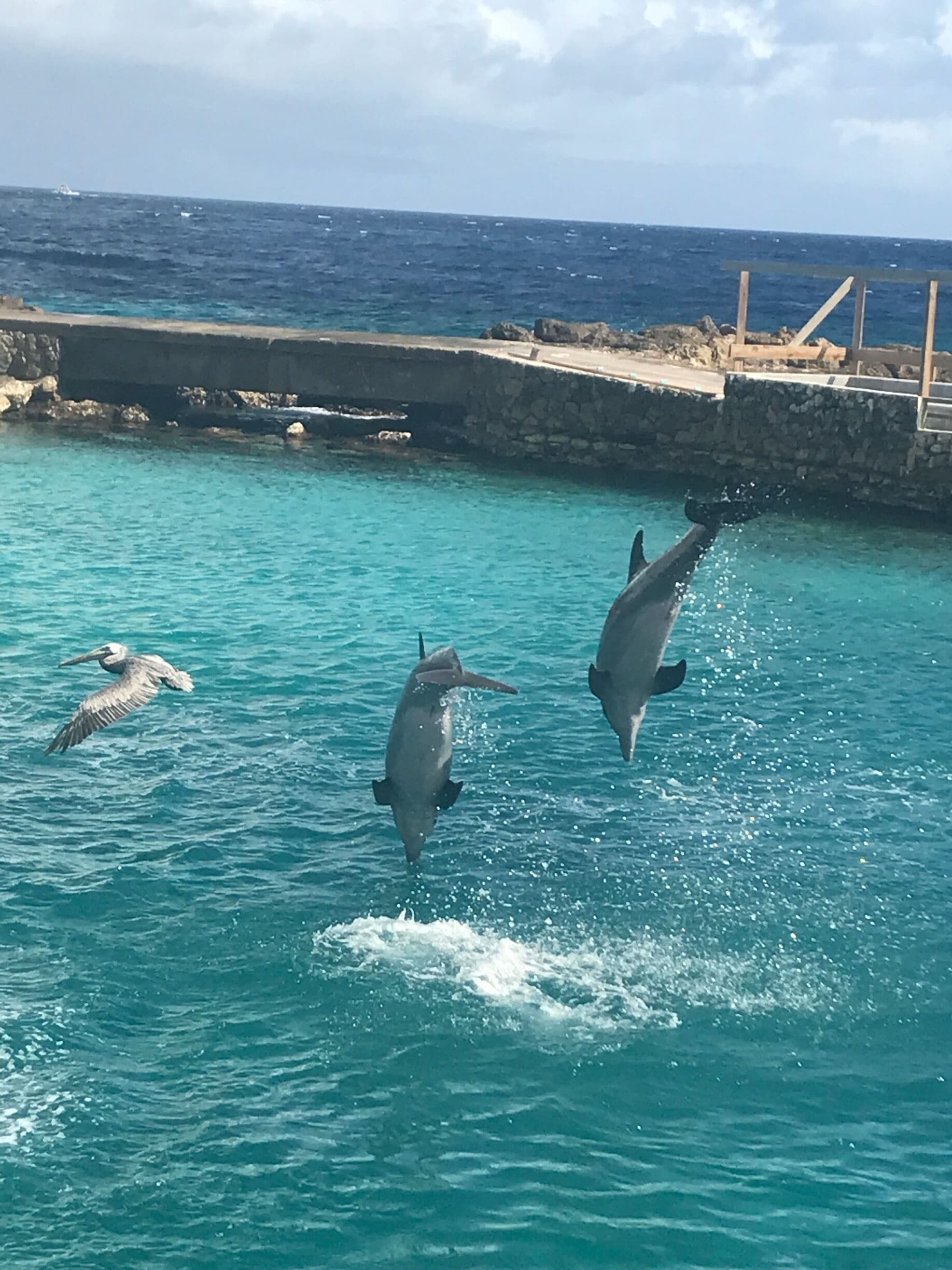 🐬🐬dolphins flying with a pelican! Sea Aquarium in Curaçao 🇨🇼 