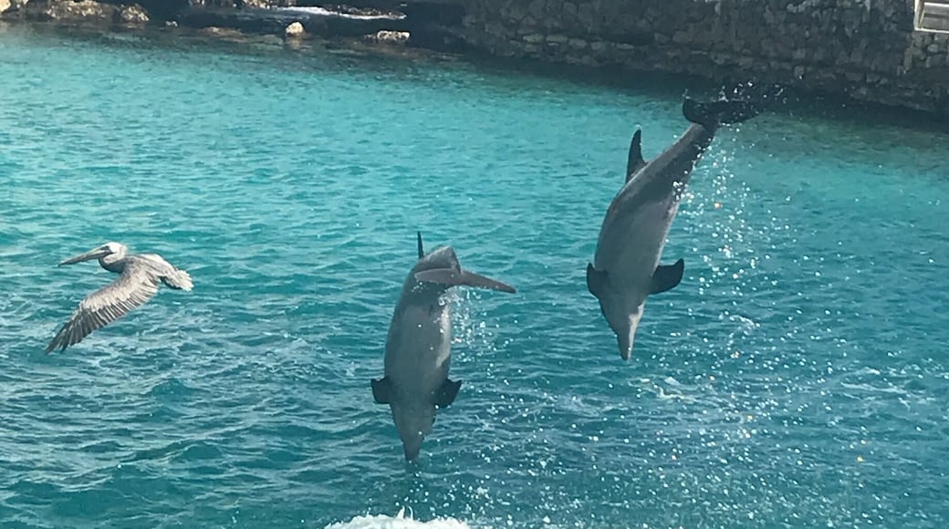 đŹđŹdolphins flying with a pelican! Sea Aquarium in Curaçao đšđŒ