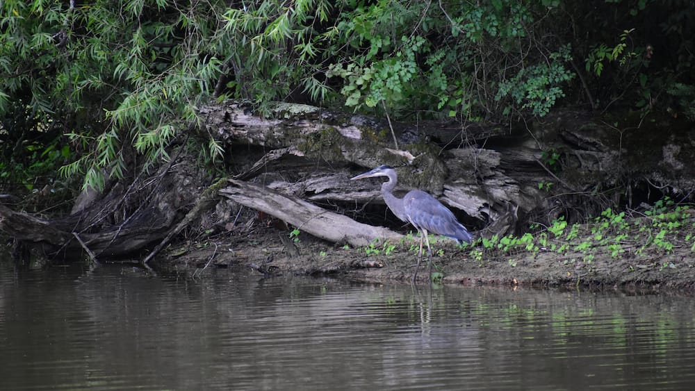 A great blue heron in a swamp