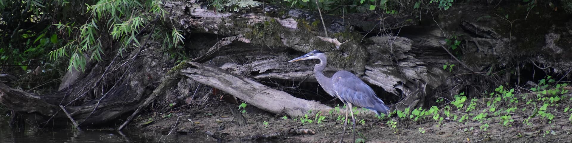 A great blue heron in a swamp