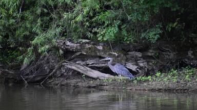 A great blue heron in a swamp