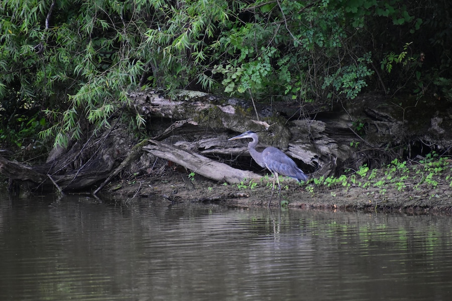 A great blue heron in a swamp