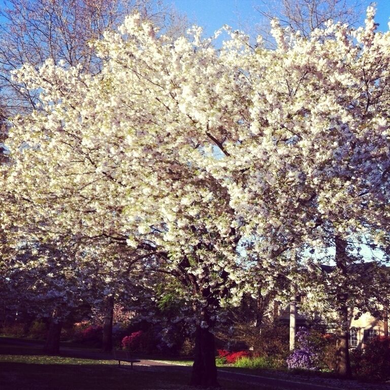 #treetrove One of my favorite trees.. 