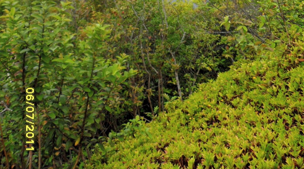 Wapiti Valley Big Island HI Black sand beach