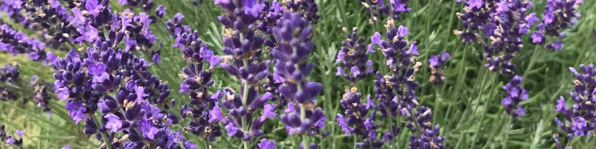 A 4 acre lavender bushes are in peak this week. Their Dark purple colour pleases the eyes. I also enjoyed the 1 hour seminar about lavender, variety, when and how to prune. Very informative. At the end we had a treat of cookies and lemonade with lavender flavour.