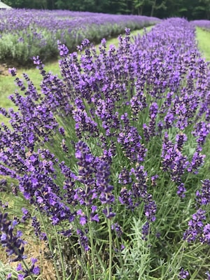 A 4 acre lavender bushes are in peak this week. Their Dark purple colour pleases the eyes. I also enjoyed the 1 hour seminar about lavender, variety, when and how to prune. Very informative. At the end we had a treat of cookies and lemonade with lavender flavour.