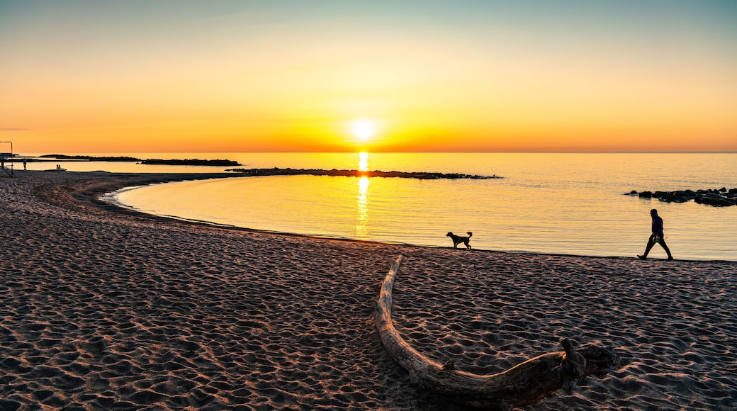 A beach at sunset with a dog and a person walking, and a large log on the sand.
