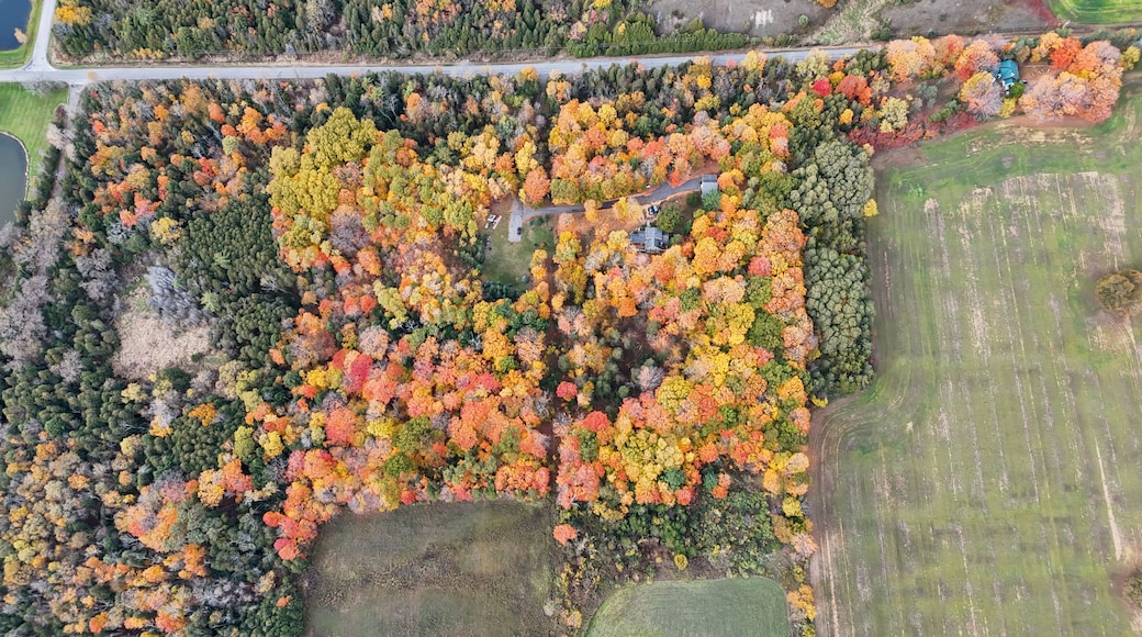 Stunning aerial view of colorful autumn forest with houses and farmland, Port Hope, Ontario, Canada