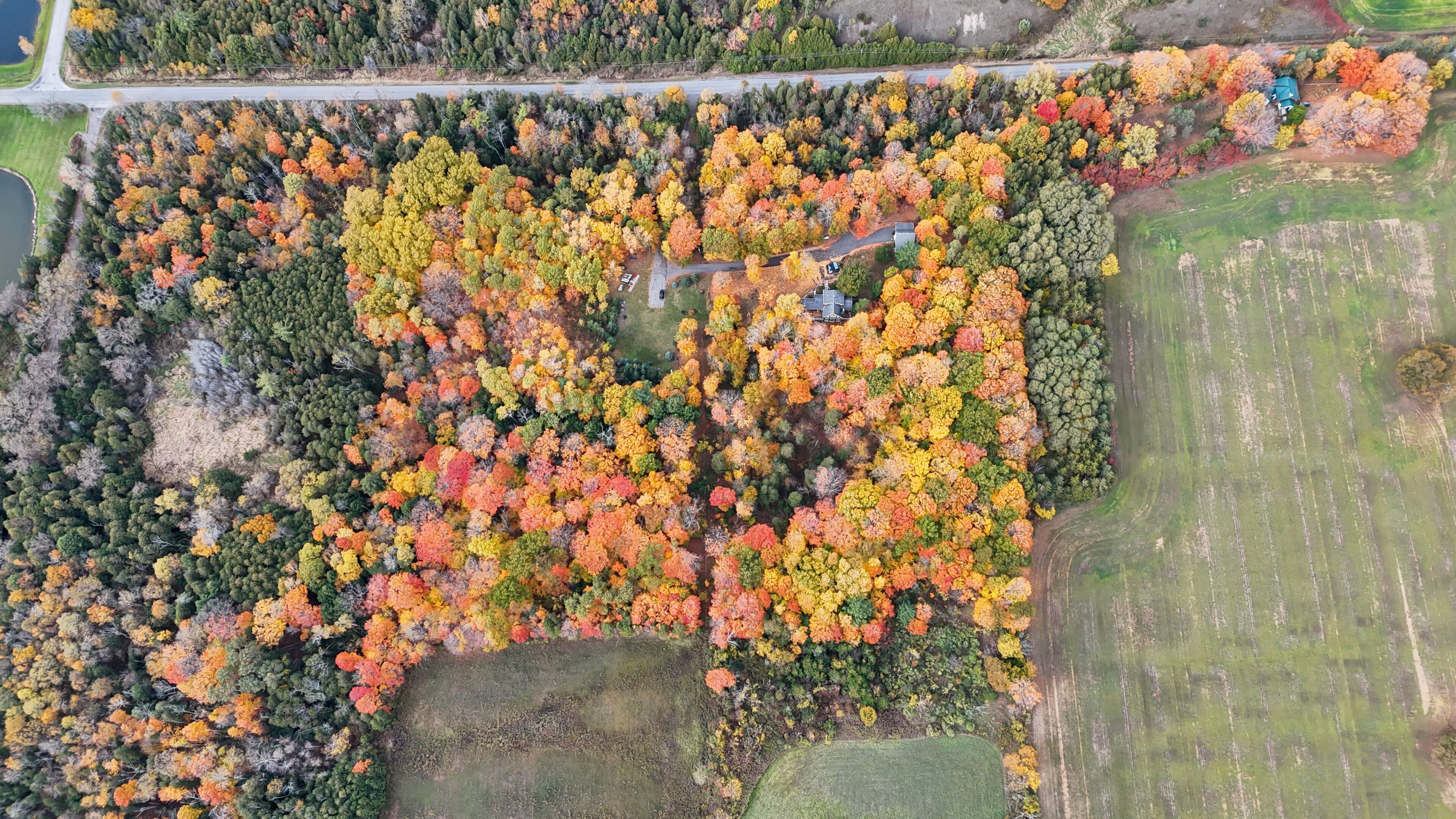 An aerial view of a forested area with a mix of deciduous trees in autumn colors, a road, and a small body of water.