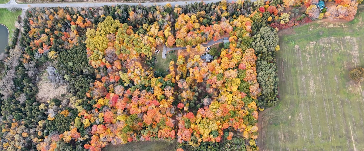 An aerial view of a forested area with a mix of deciduous trees in autumn colors, a road, and a small body of water.