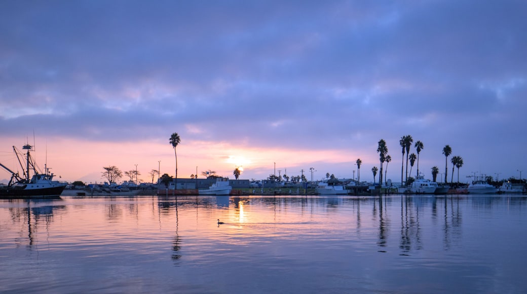 Duck swimming during early dawn sunrise pink sky over Channel Islands harbor in Port Hueneme on the gold coast of California United States