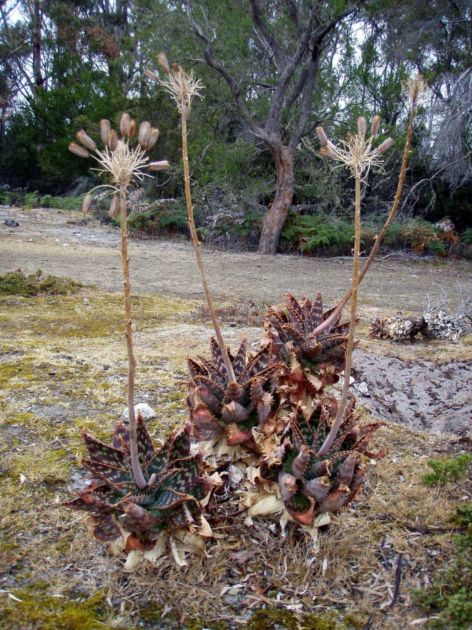 Port Arthur is a former convict settlement near Stewarts Bay. You can take a tour of the historic site and see the ruins of the "inescapable prison" of Tasmania. And see some rather interesting flora as well!