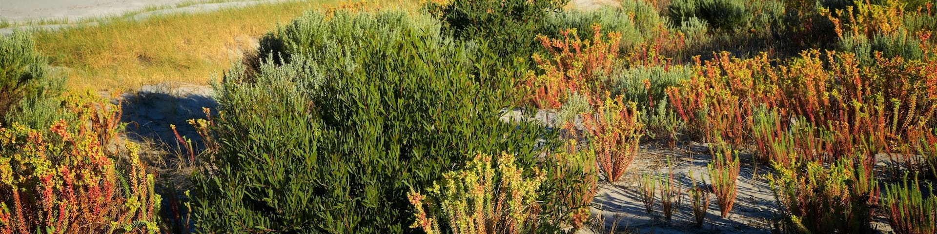 Penneshaw mettant en vedette ville cĂŽtiĂšre, vues littorales et plage de sable