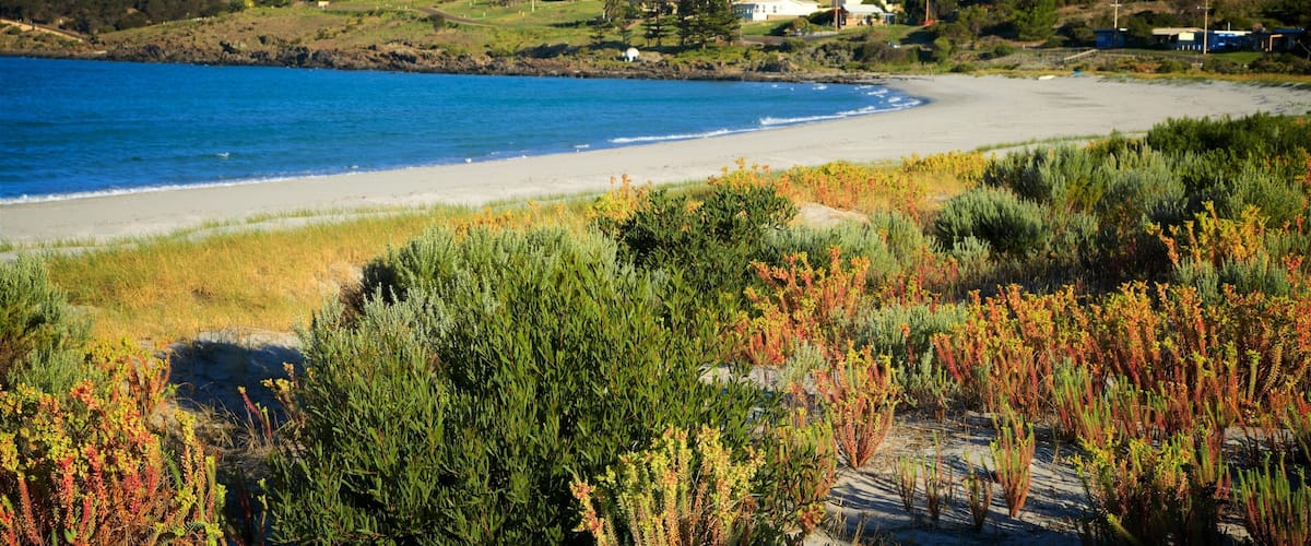 A coastal landscape with a sandy beach, green vegetation, and houses in the background.