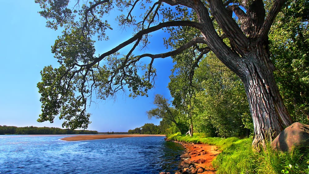 A riverbank with a large tree, a sandy beach, and a clear blue sky.