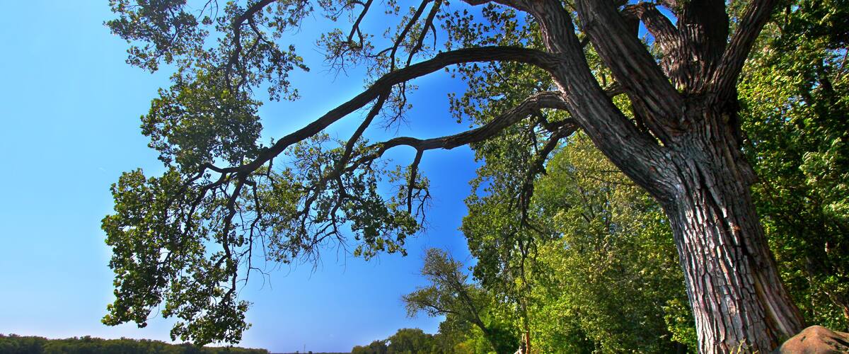 Orilla de río con un árbol grande, una playa de arena y un cielo azul despejado.