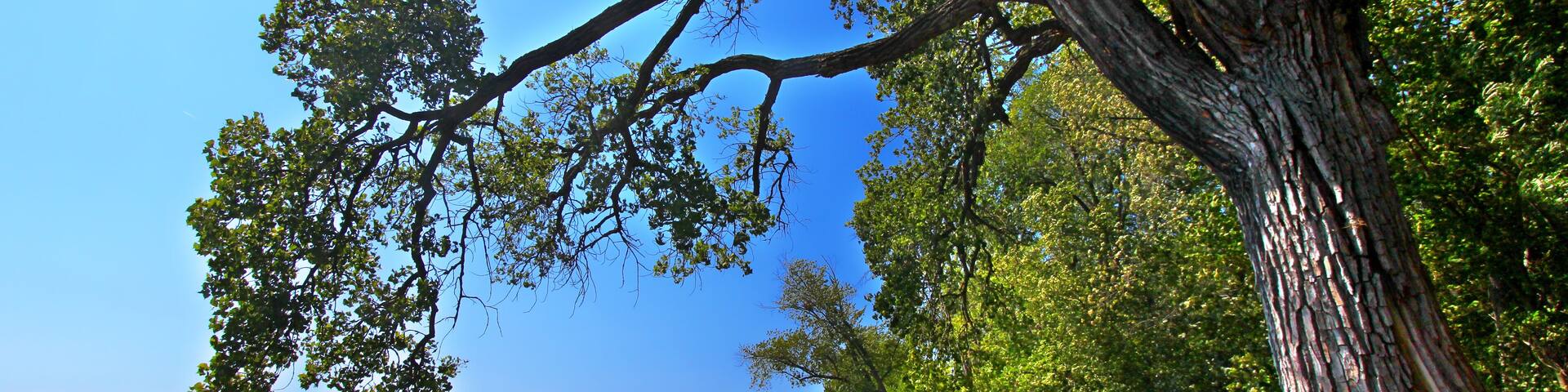 A riverbank with a large tree, a sandy beach, and a clear blue sky.