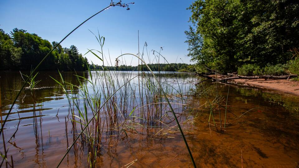 A calm river with clear water, surrounded by trees and reeds.