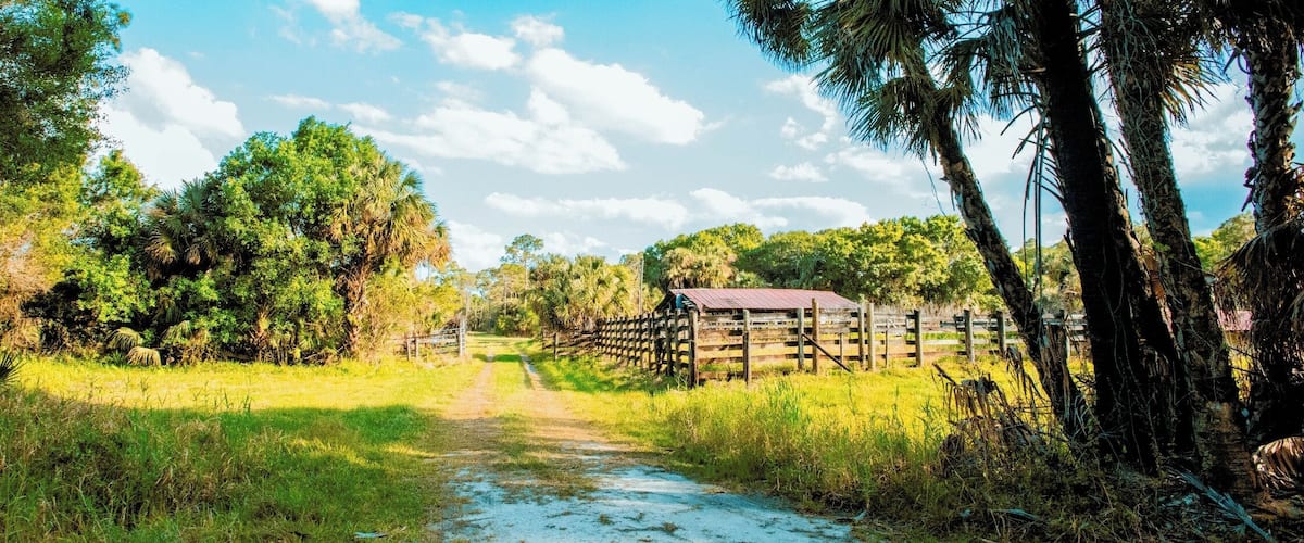 A rural path leading to a wooden structure surrounded by lush greenery and trees.