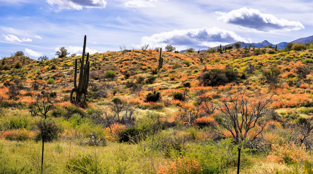 The hillsides along Highway 188 covered in wild flowers during the super bloom of 2023. Azizona.