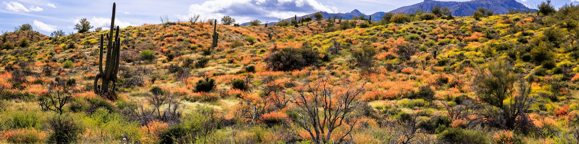 The hillsides along Highway 188 covered in wild flowers during the super bloom of 2023. Azizona.