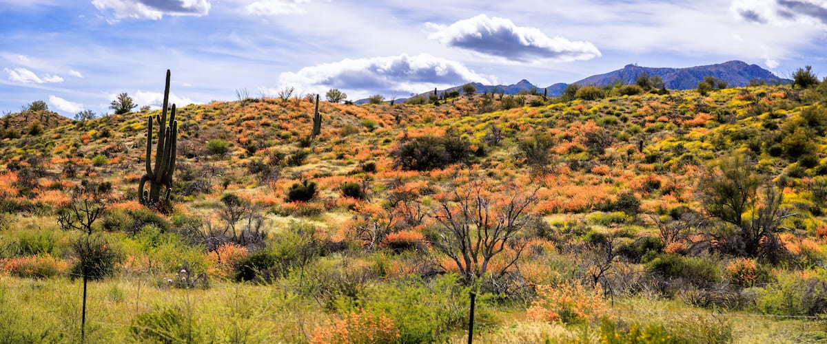 A desert landscape with sparse vegetation, a prominent cactus, and distant mountains under a partly cloudy sky.